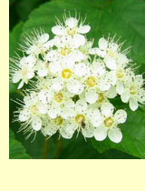 Пузыреплодник смородинолистный (Physocarpus ribesifolia Kom.) Пузыреплодник смородинолистный (Physocarpus ribesifolia Kom.)